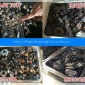 綿陽(yáng)瀘州金屬破碎機(jī)|金屬鐵皮角鐵鋁合金門窗破碎機(jī)廠家|山東河北廢鋼破粉碎設(shè)備廠家