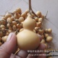 2015年新手捻葫蘆，天然葫蘆，文玩葫蘆，鐵包金葫蘆挑貨4到7厘米