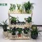 花架廠、窗臺族的多肉花架